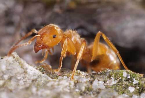 Yellow ant