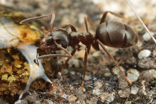 Garden Black Ant