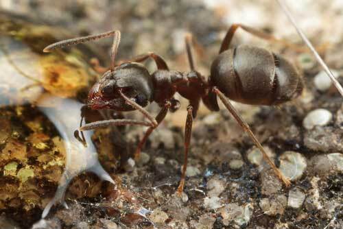 Garden black ant